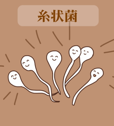 糸状菌（土中微生物）