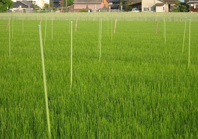 生育途中　6月