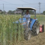 緑肥用の麦 裁断～鋤き込み – 6月