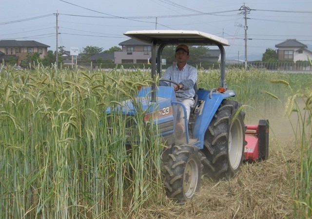 緑肥用の麦 裁断～鋤き込み – 6月