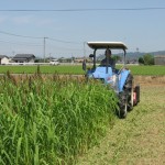 緑肥用の植物・グリーンミレット（夏から秋）