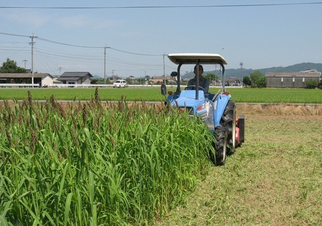 緑肥用の植物・グリーンミレット（夏から秋）